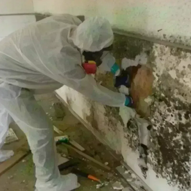 Mold Remediation and Removal in Wood County, OH